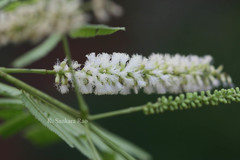 Acacia polyacantha